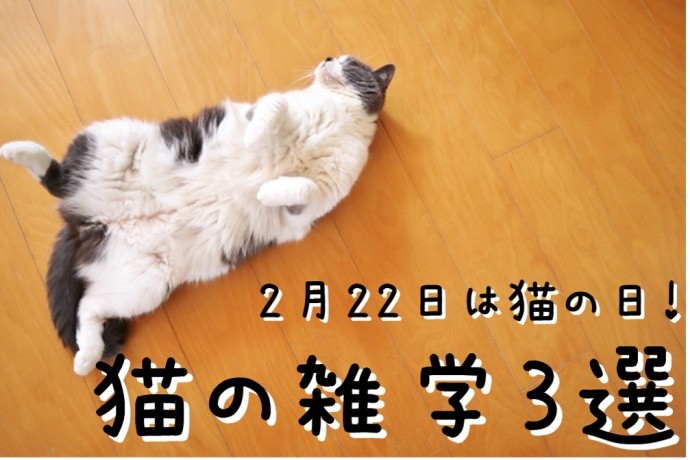 ねこの日。